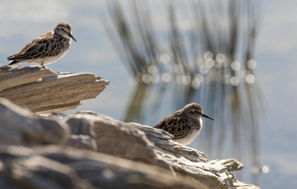 During high tide at Leque Island, black bellied plovers settle on rocks to sleep. (Andy Bronson / The Herald) 

