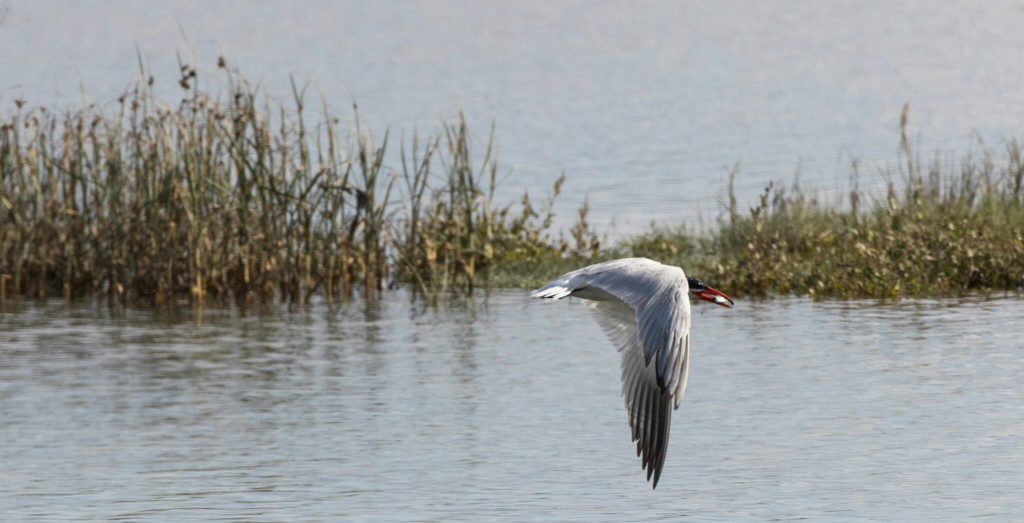 A Caspian tern flies off with a fish during high tide at Leque Island last September. (Andy Bronson / The Herald)
