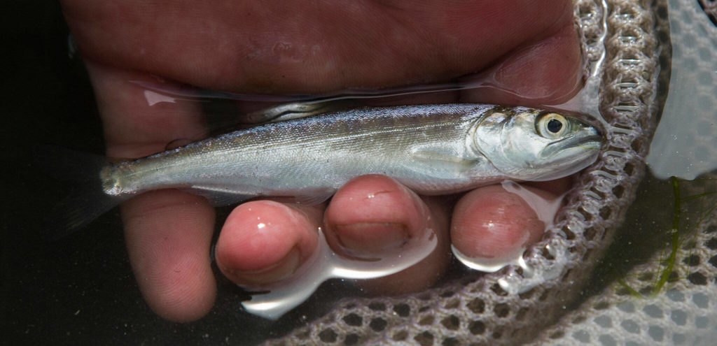 A juvenile Chinook salmon during a count of fish in the canals of Leque Island. (Andy Bronson / The Herald) 
