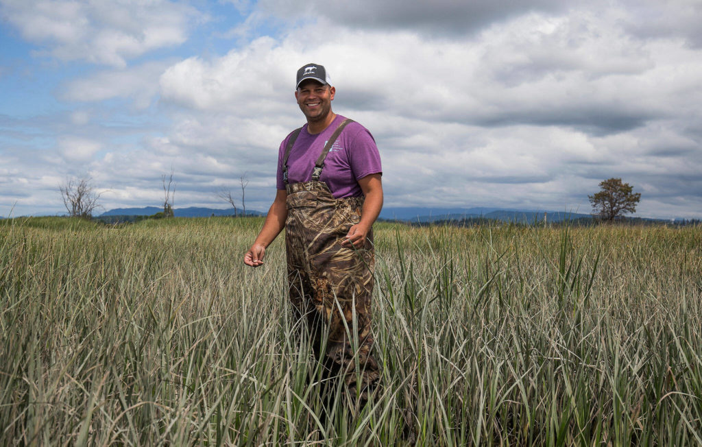 Loren Brokaw, restoration project coordinator for the Washington Department of Fish and Wildlife, at Leque Island near Stanwood. (Andy Bronson / The Herald)
