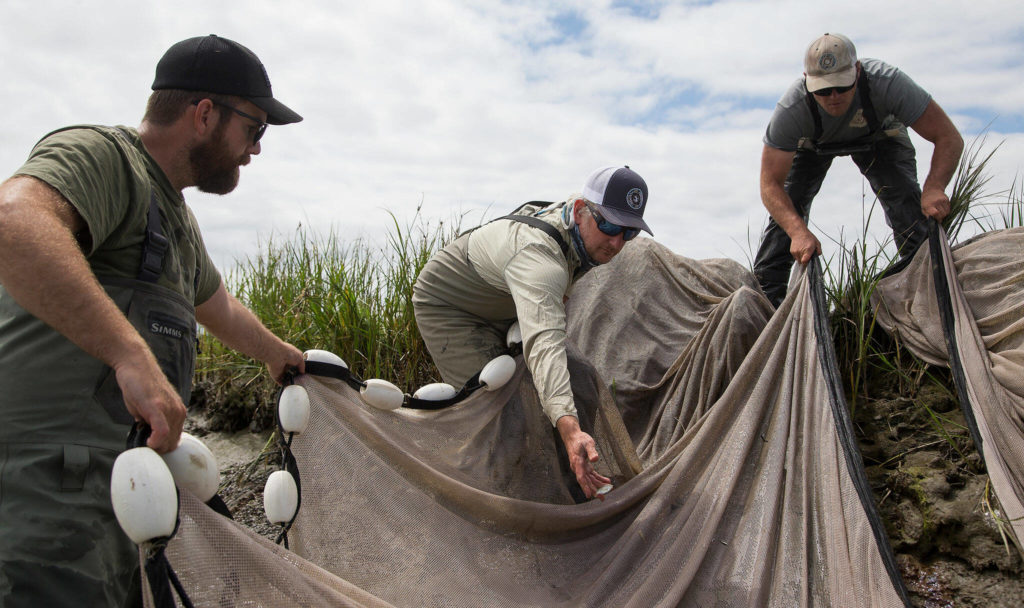 Senior research biologist Mike LeMoine (center) throws a fish back into a canal at Leque Island. (Andy Bronson / The Herald) 
