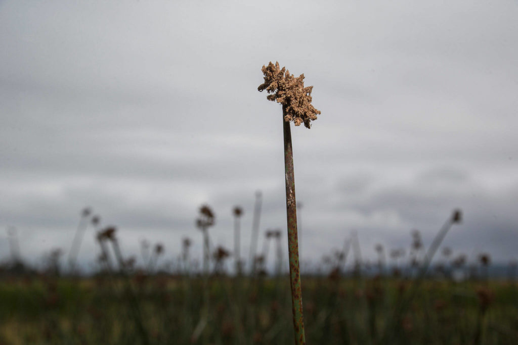 Maritime bulrush at Leque Island. (Andy Bronson / The Herald)
