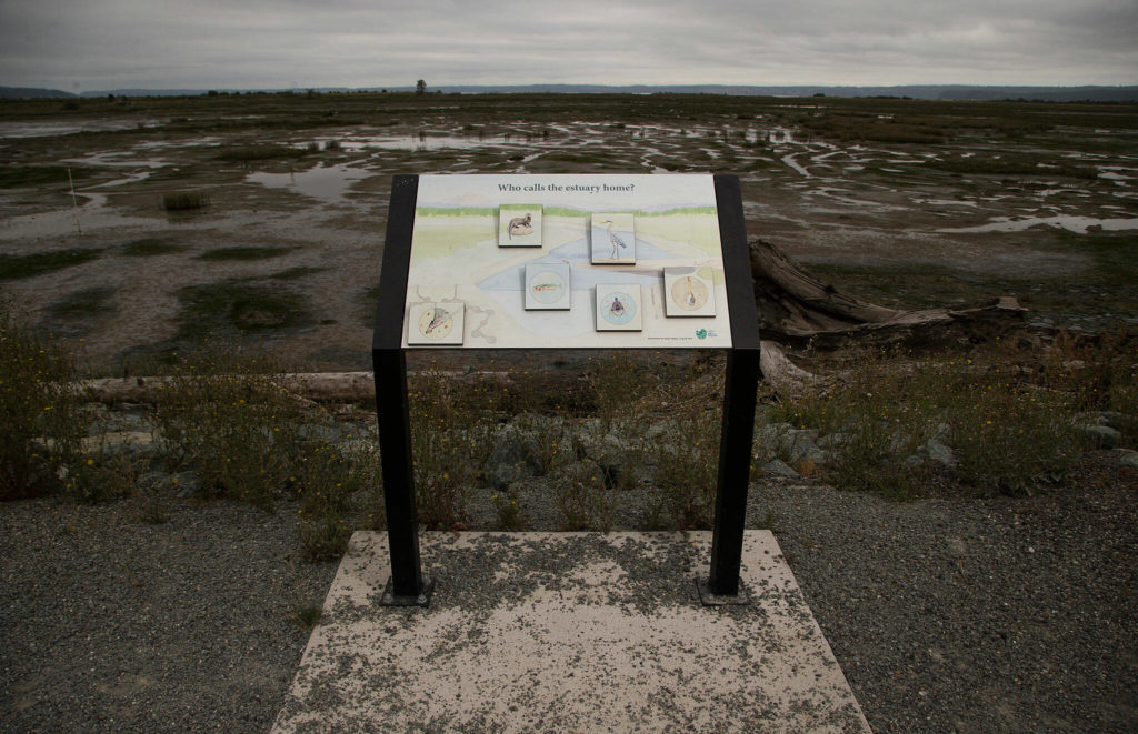 A new informational sign identifies wildlife at Leque Island near Stanwood. (Andy Bronson / The Herald) 
