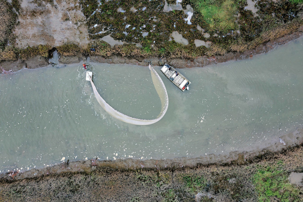 Members of the Skagit River System Cooperative circle a net to temporarily catch and count fish in the restored estuary of Leque Island near Stanwood. (Chuck Taylor / The Herald) 
