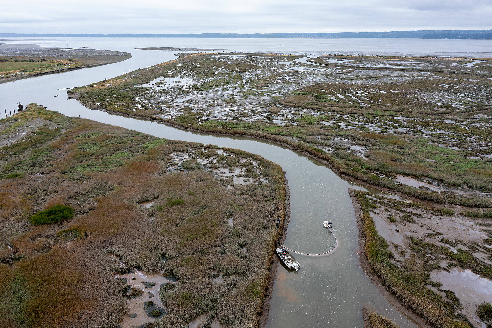 In the summer of 2021, members of the Skagit River System Cooperative counted fish in the restored estuary of Leque Island near Stanwood. What they found was encouraging. (Chuck Taylor / The Herald)