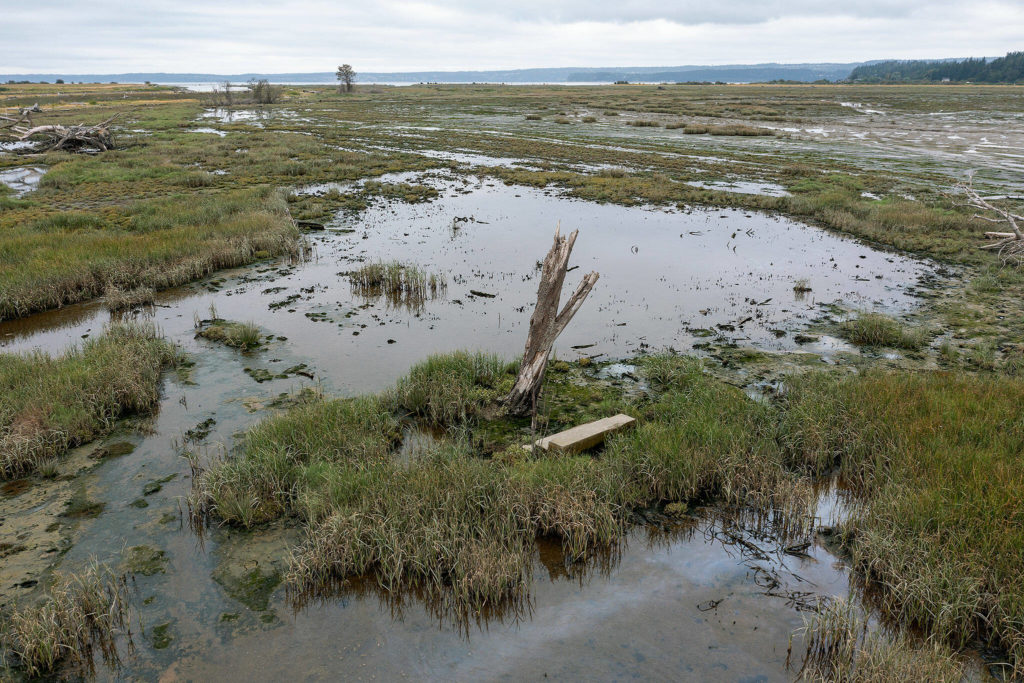 After dikes were breached in 2019, Leque Island near Stanwood, seen here in 2021, reverted to its original state — a saltwater estuary. (Chuck Taylor / The Herald) 
