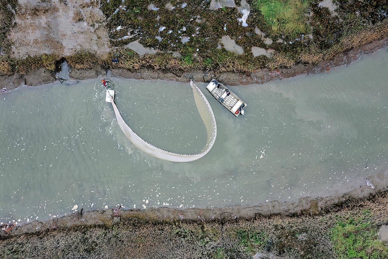 Members of the Skagit River System Cooperative circle a net to temporarily catch and count fish in the restored estuary of Leque Island near Stanwood. (Chuck Taylor / The Herald) 20210817