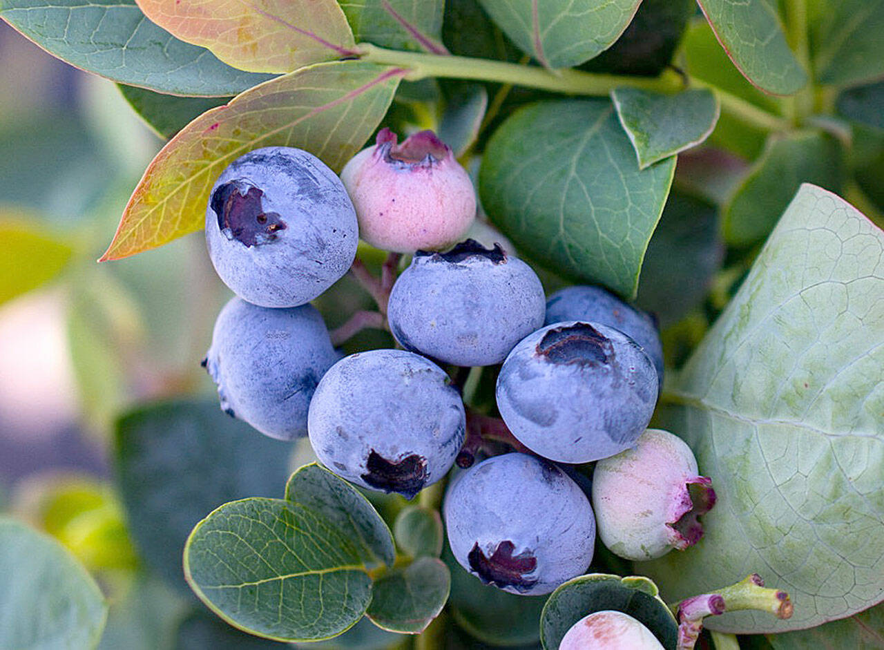 The Silver Dollar blueberry boasts sweet, pineapple-flavored fruit and foliage resembling eucalyptus.