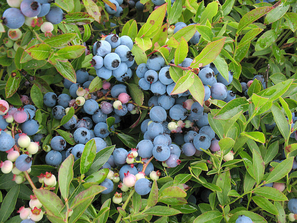 Vaccinium angustifolium is a low-growing, small East Coast native deciduous shrub that stays around 1 foot tall.

