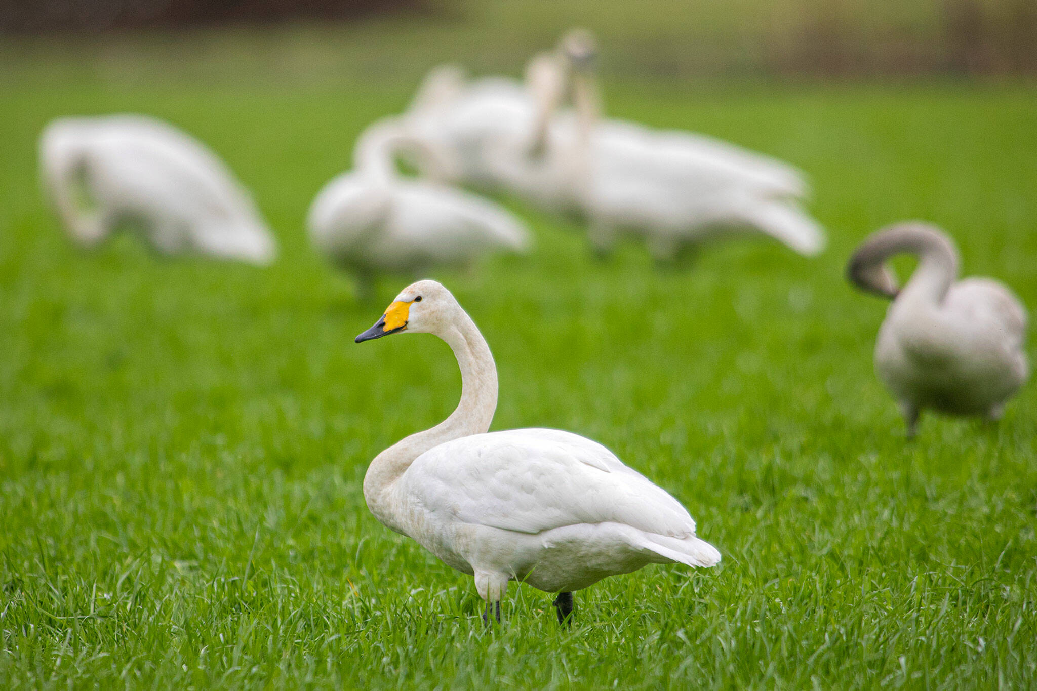A rare whooper swan mingles with a bevy of trumpeter swans Thursday south of Monroe. (Ryan Berry / The Herald)