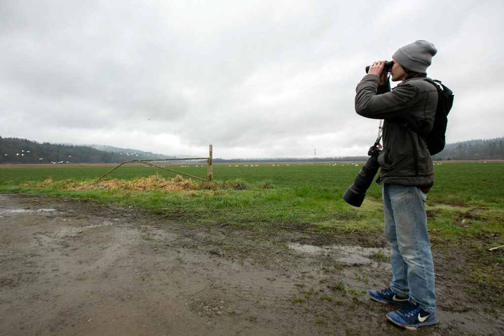 Alec Roseto uses binoculars to look at a field of trumpeter swans Thursday south of Monroe. Roseto said he headed up from King County to get a glimpse of a rare whooper swan that was seen with the trumpeters. (Ryan Berry / The Herald) 
