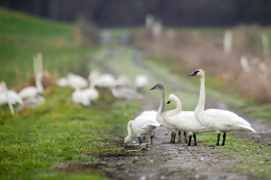 Trumpeter swans graze along a dirt road Thursday south of Monroe. (Ryan Berry / The Herald)
