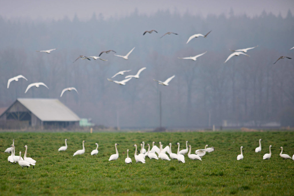 Trumpeter swans and Canada geese take flight from a field while others continue to graze Thursday near Stanwood. (Ryan Berry / The Herald)
