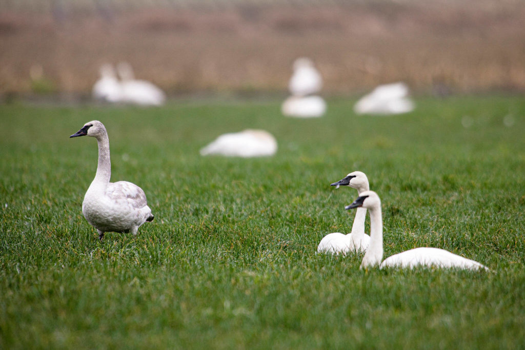 Two adult trumpeter swans relax in a field as a younger bird walks by them Thursday south of Monroe. (Ryan Berry / The Herald) 
