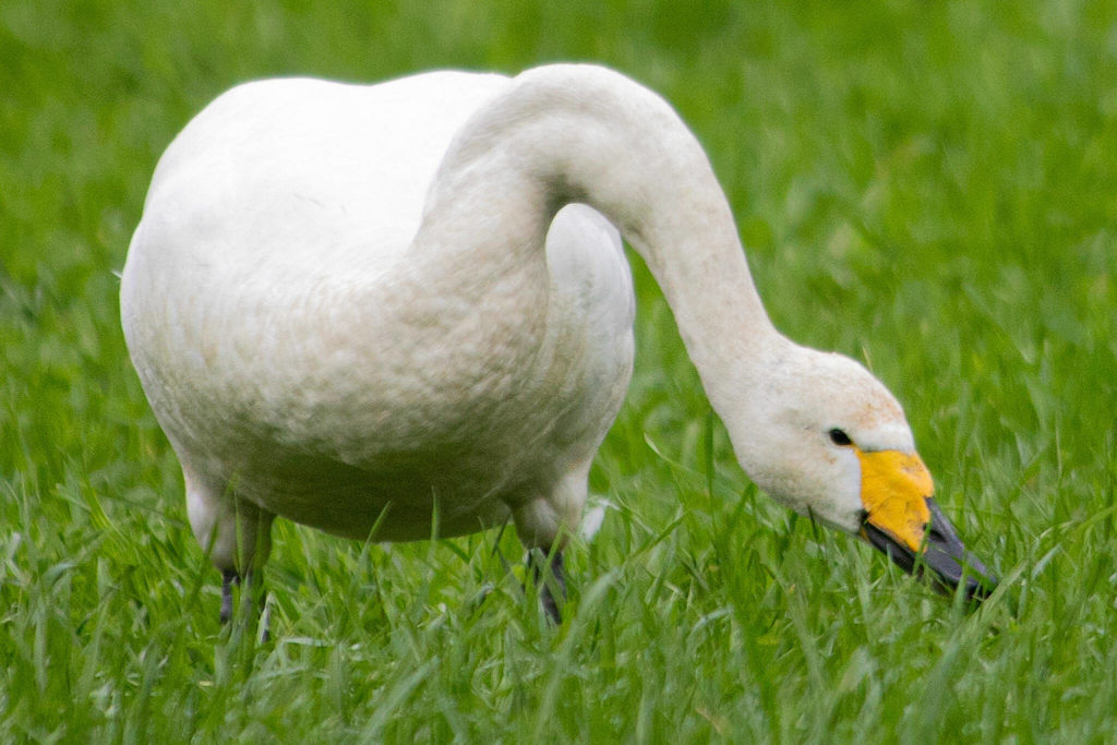 A rare whooper swan is seen grazing in a field Thursday south of Monroe. Whooper swans very rarely visit the lower 48 states. (Ryan Berry / The Herald) 
