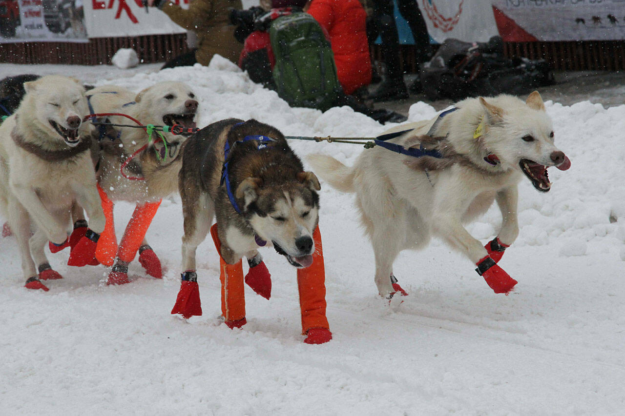 The Idaho Sled Dog Challenge is one of the premier races in North America and serves as a qualifier for the Iditarod and the Yukon Quest. (Associated Press)