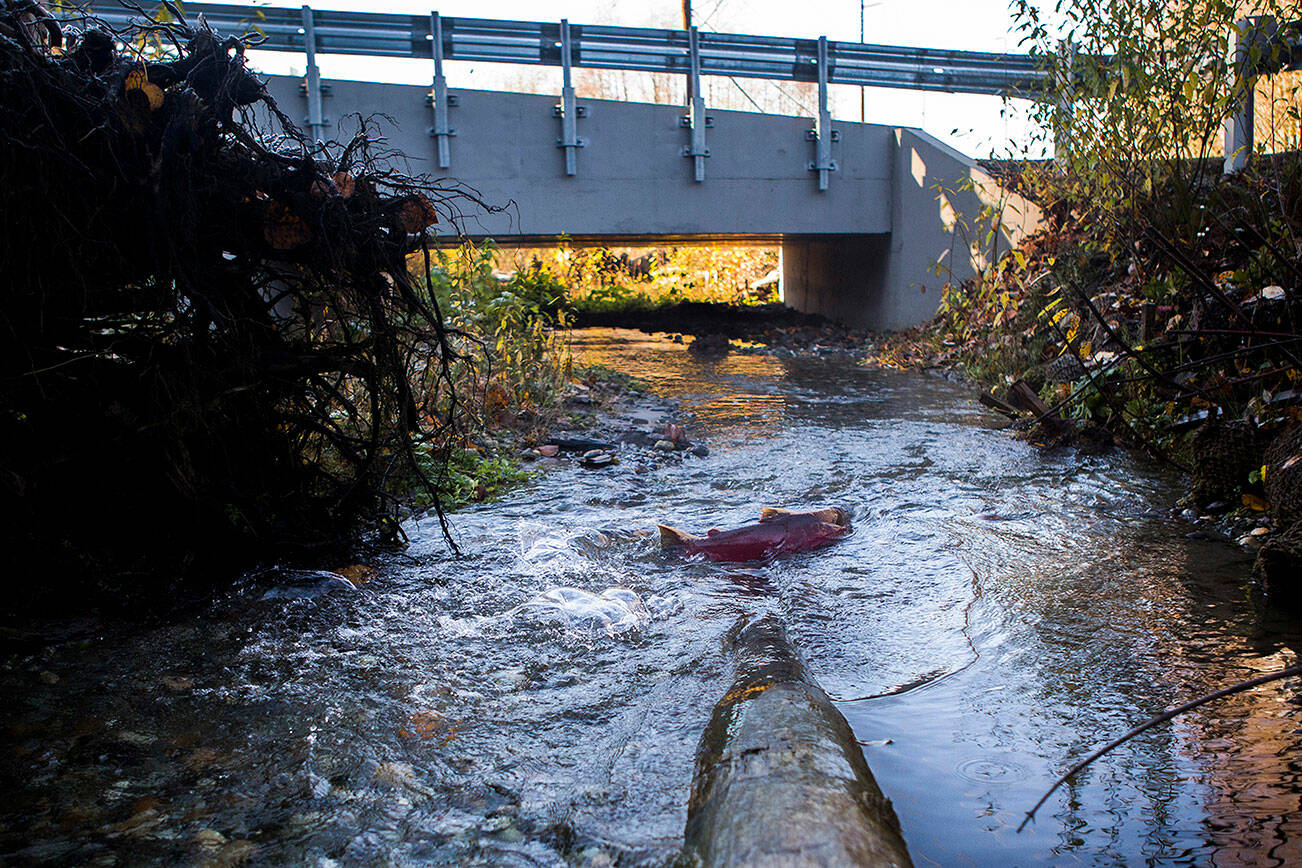 A Coho makes its way along Edgecomb Creek under a new culvert built specifically to make it easier for the spawning fish to navigate the creek on Monday, Dec. 3, 2018 in Arlington, Wa. (Olivia Vanni / The Herald)