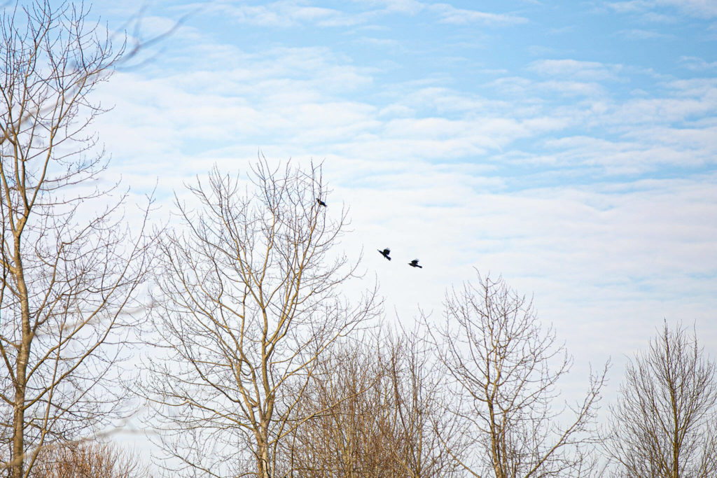 A rehabilitated crow (left) perches in a tree as two other crows come flying up on Friday at the UW Bothell campus. (Ryan Berry / The Herald) 

