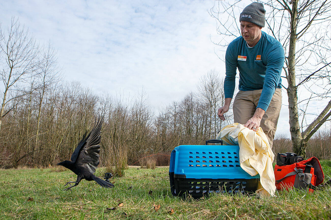 Jeff Brown, of PAWS, releases crow 20220004 back into the wild after its rehabilitation from an injured wing Friday, Feb. 18, 2022, at the UW Bothell campus in Bothell, Washington. The crow immediately flew upper into a tree and began calling out to other birds in the area. (Ryan Berry / The Herald)