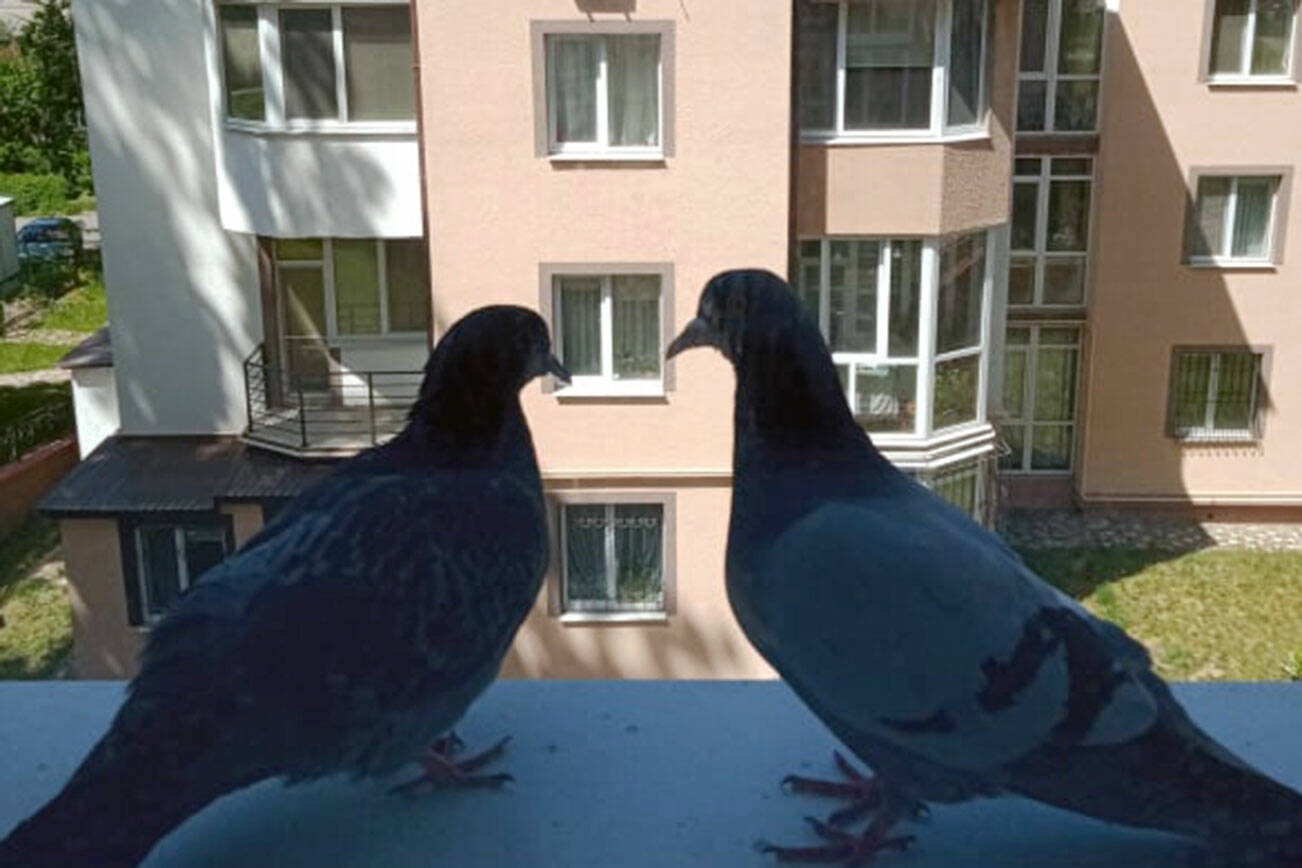 Writes the photographer, Ukrainian artist Anatoly Melaniy: "The photo was taken in June 2020. This is the entrance of our house. I went up to the apartment and saw pigeons cooing on the windowsill against the backdrop of the same house as ours. I was also happy about this bird's joy of love. It's been exactly a year since we moved into this house, to a new apartment. I asked them to wait so that they don't fly away until I get the phone. You rarely have time to photograph such shots. And everything turned out."