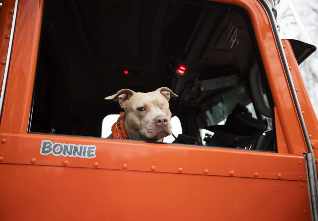 Bonnie hangs her head outside the truck window next to her name tag. (Olivia Vanni / The Herald)
