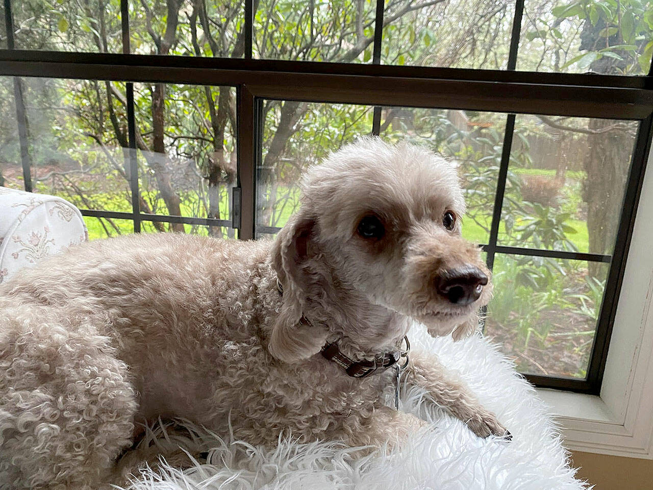 Merlin, the nearly-toothless poodle, enjoys a quiet afternoon in Edmonds. (Jennifer Bardsley)