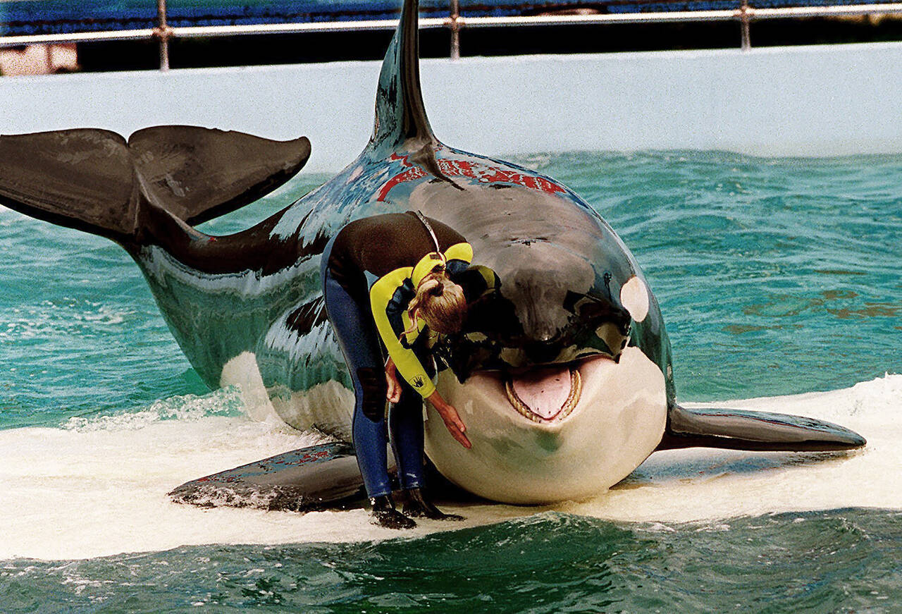 In this 1995 photo, trainer Marcia Hinton pets Lolita, a captive orca whale, during a performance at the Miami Seaquarium in Miami. (Nuri Vallbona/Miami Herald via AP, File)