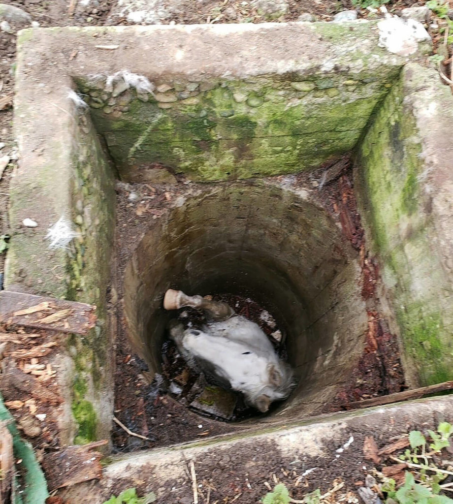 Blaze the horse became trapped after falling into a well on a North Whidbey property March 2. (Photo provided)
