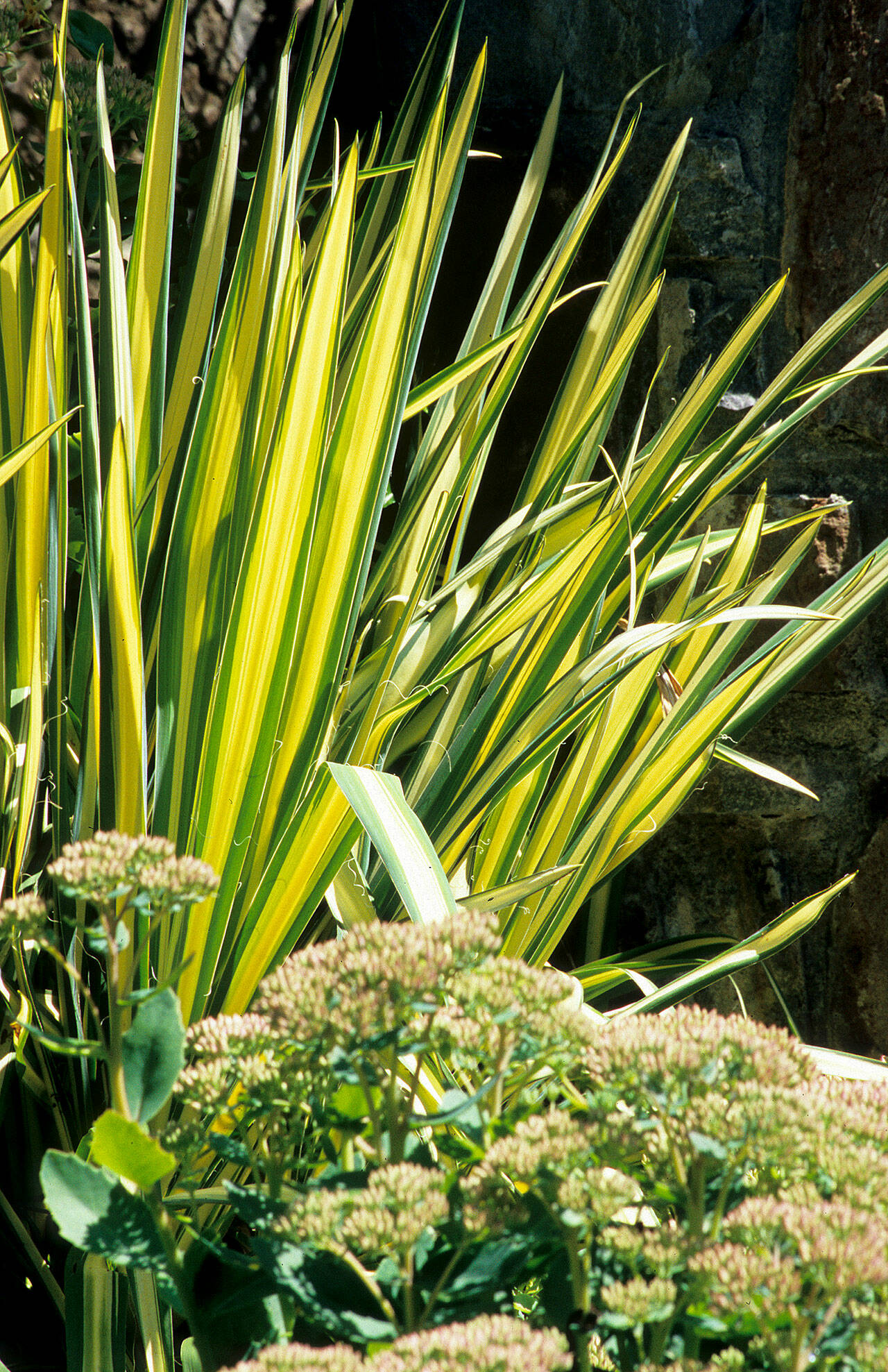 Yucca flaccida ‘Golden Sword’, commonly called Golden Sword variegated yucca. (Richie Steffen)