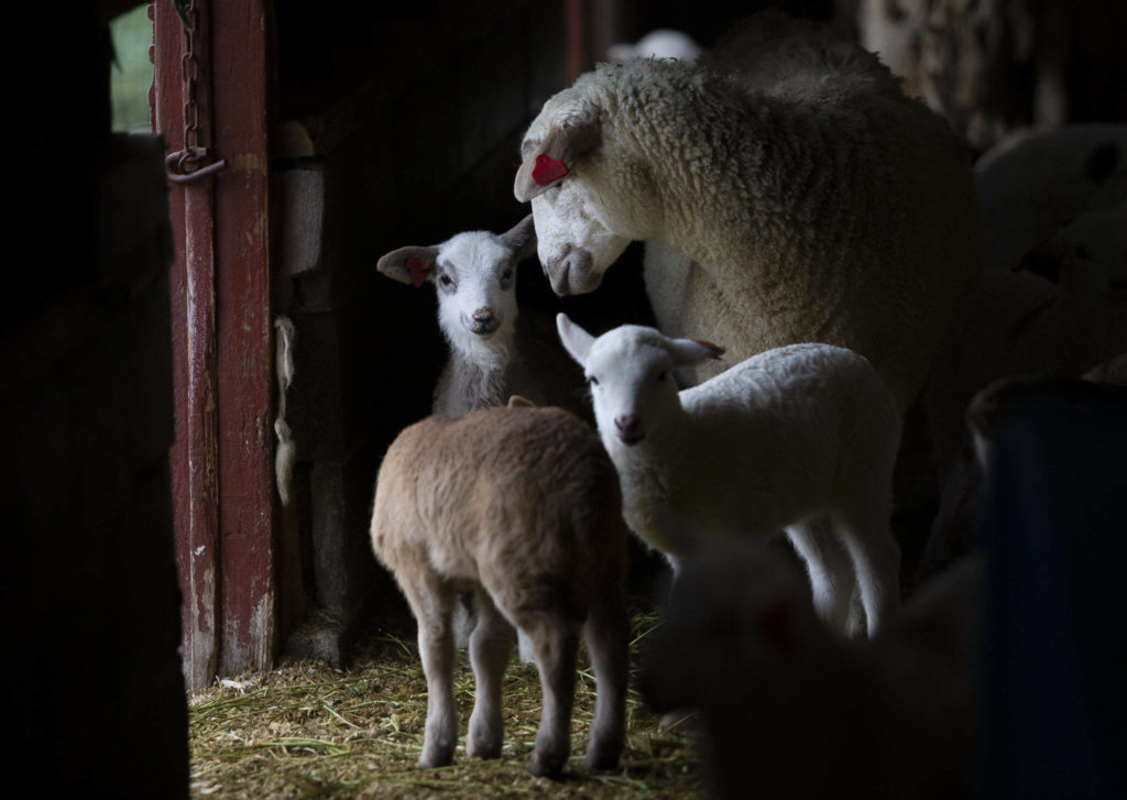 Lambs and sheep gather together in the barn while it rains at On The Lamb farm Tuesday in Arlington. (Olivia Vanni / The Herald)
