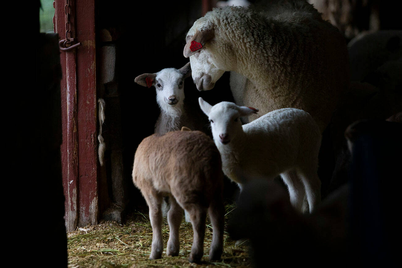 Would Ewe Rather Be a Lamb or a Lemming? - The Santa Barbara