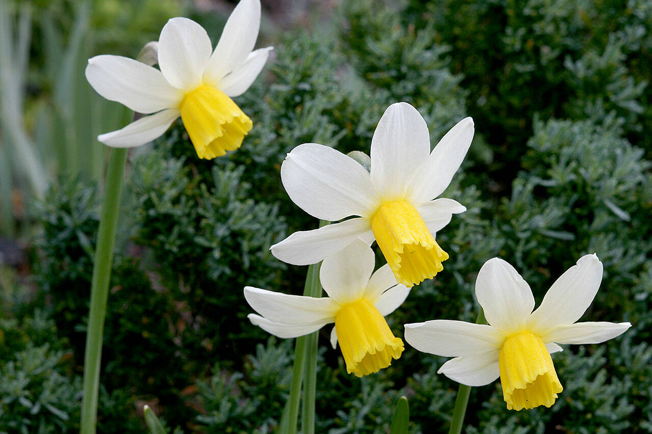 Narcissus ‘Jack Snipe.’ (Richie Steffen)