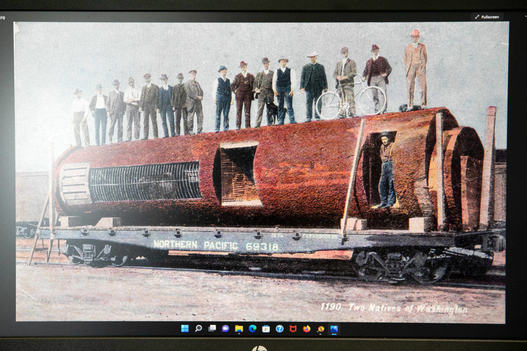 One of the oddest images archived by the Mukilteo Historical Society, shown here on a screen, is of a postcard that depicts a giant hollow log on a train car containing a captive bear. (Ryan Berry / The Herald)
