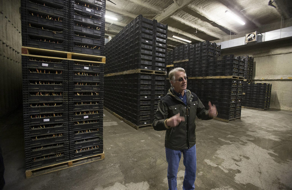This April 2019 photo shows Leo Roozen of the Washington Bulb Company in a cooler of growing bulbs explaining the year-round process of growing tulips and daffodils. (Andy Bronson / Herald file)
