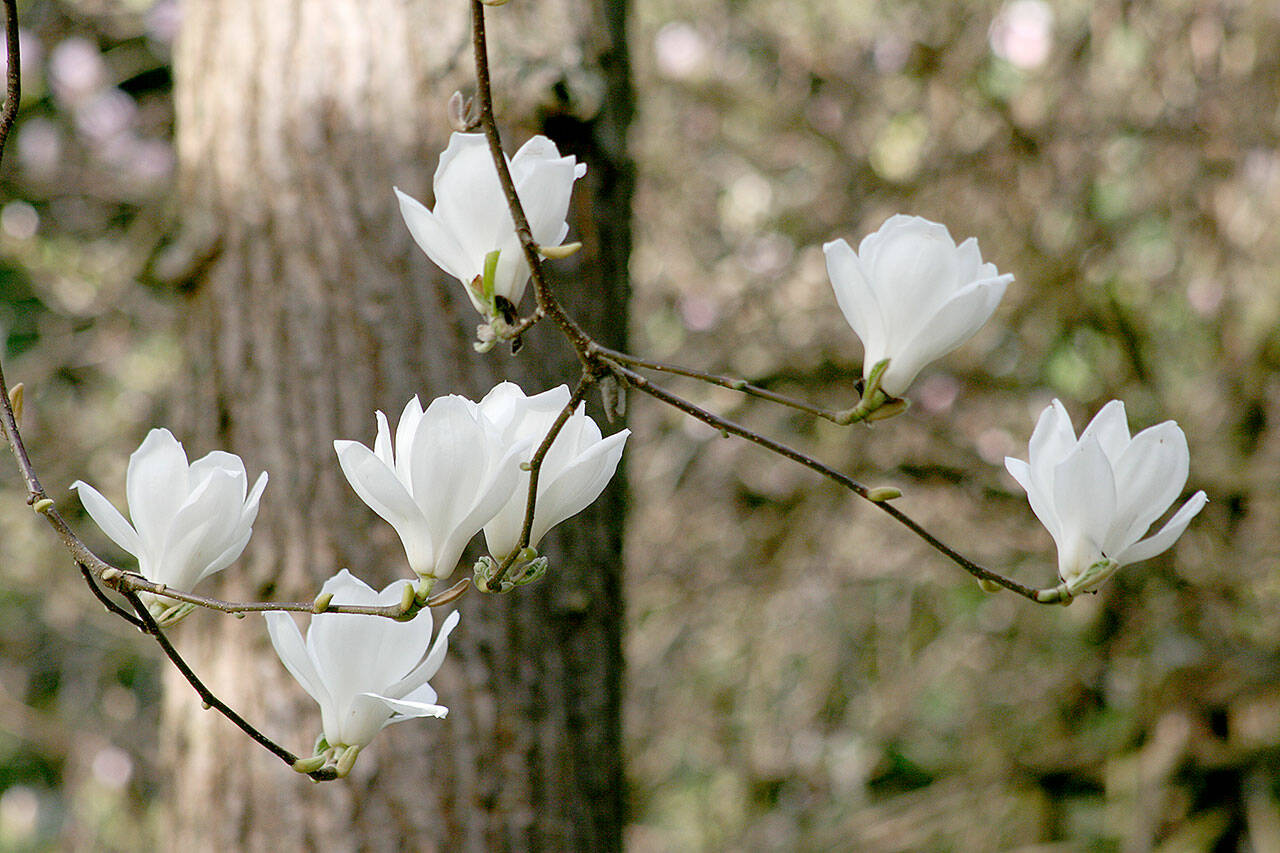 Magnolia denudata, commonly known as the lily tree. (Richie Steffen)