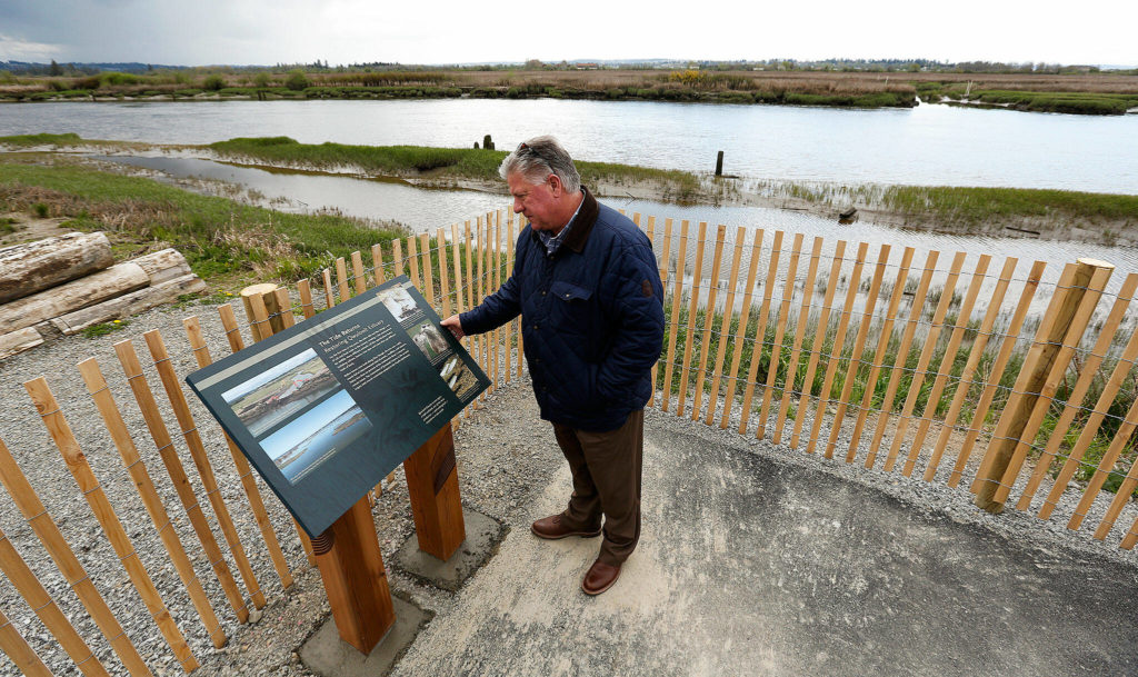 Jim Ballew, Marysville’s parks and recreation director, reads a sign on the Qwuloolt Waterfront Trail, which runs from Ebey Waterfront Park to the Qwuloolt Estuary.
