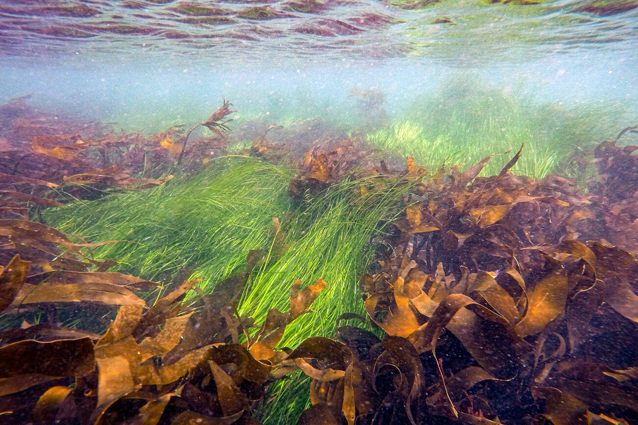 Surfgrass Kelp Tongue Point (Bart Christiaen)