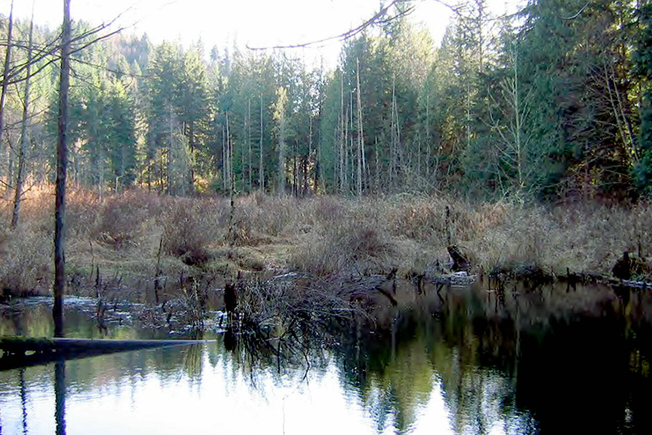 A nameless marsh near Granite Falls could one day be called Holland Marsh. (Chuck Holland)