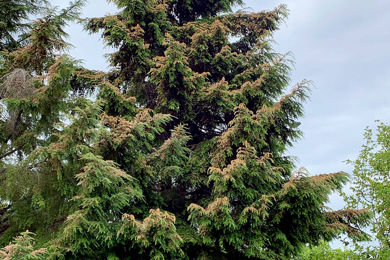 A mature western hemlock affected by heat scorch in Olympia, photographed last July. (Washington State Department of Natural Resources) 20210700