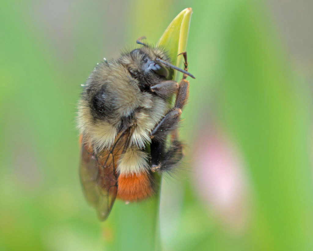 A 2020 study found that pollinating insects like bumblebees are declining at an alarming rate. (William McClain)
