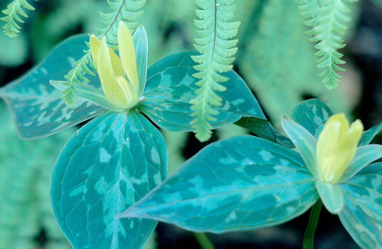 The yellow trillium. (Richie Steffens)