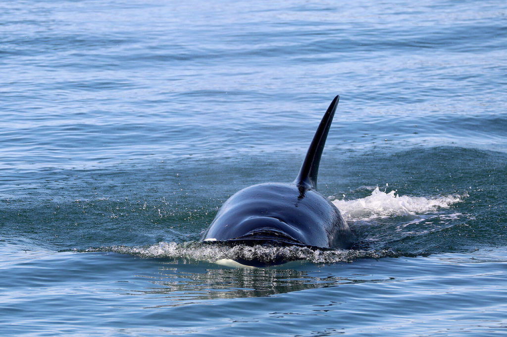 A Bigg’s killer whale seen in the Salish Sea on Thursday. (Sam Murphy / Island Adventures / PWWA)
