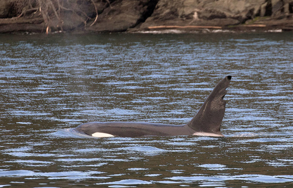 This adult male Bigg’s killer whale is named T63 “Chainsaw.” He was born in 1978 and is known for his jagged dorsal fin. (Val Shore / Eagle Wing Tours / PWWA)
