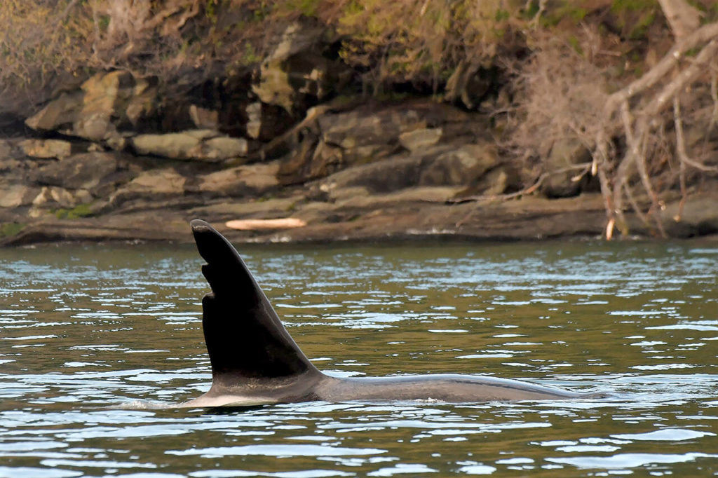 T63 “Chainsaw” is known for his jagged dorsal fin. (Valerie Messier / Prince of Whales / PWWA) 
