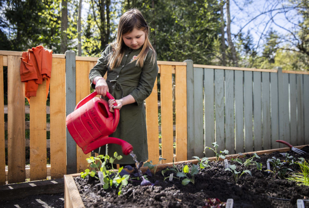 Brennan Dreghorn waters new plants in the new outdoor classroom at Tomorrow’s Hope Child Development Center on April 22 in Everett. (Olivia Vanni / The Herald)
