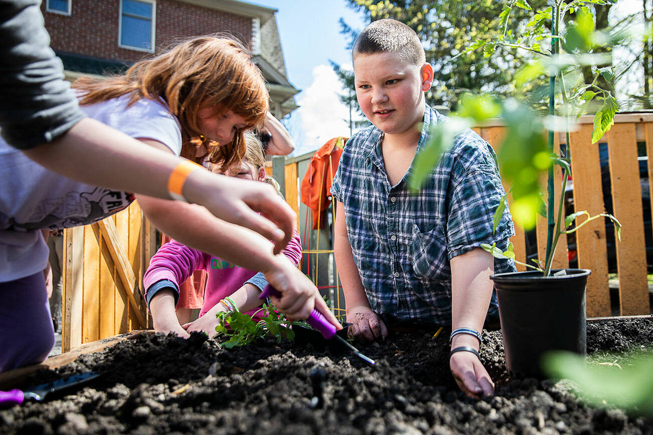 JR Stalkfleet digs out a hole for a tomato plant with his hand in the new outdoor classroom at Tomorrow’s Hope Child Development Center on Friday, April 22, 2022 in Everett, Washington. (Olivia Vanni / The Herald)