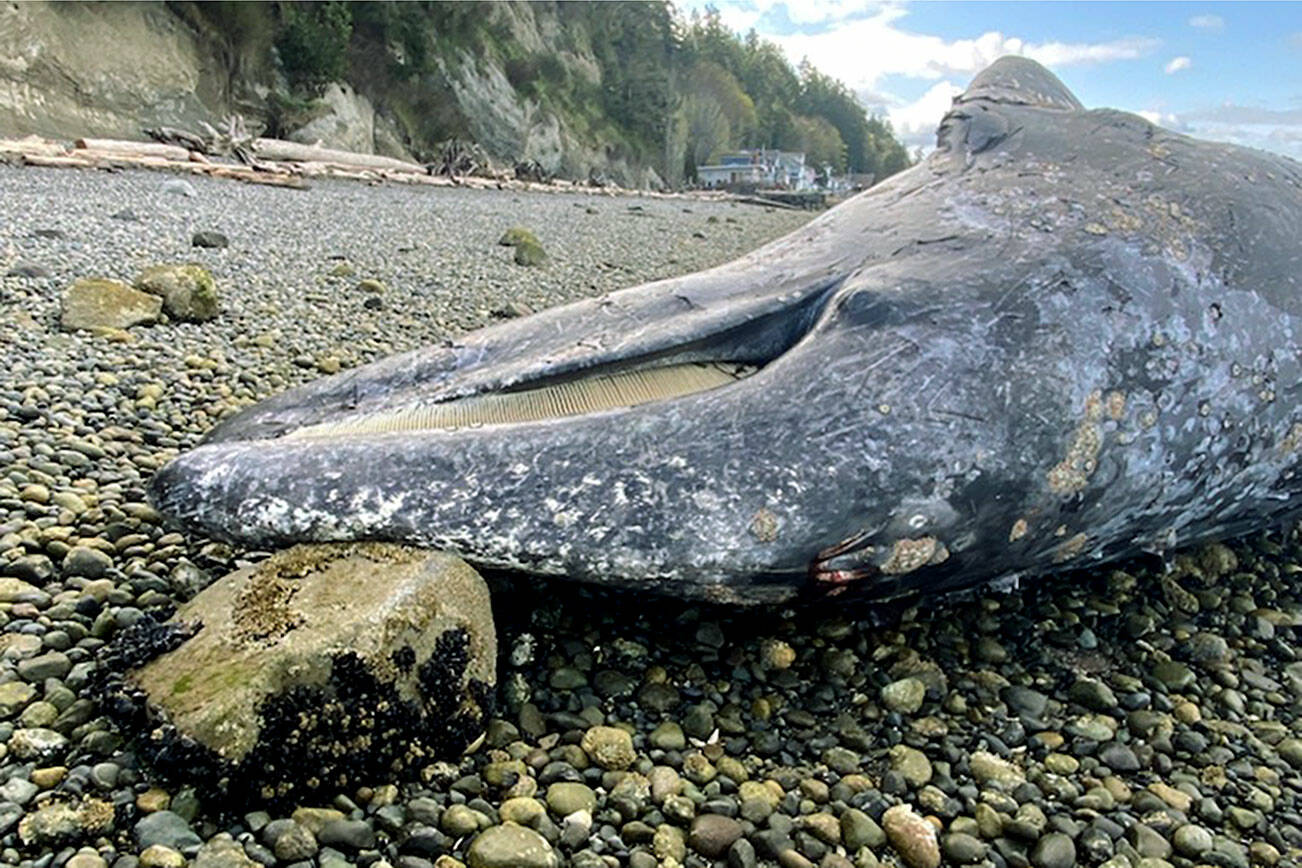 A grey whale carcass found beached on the west side of Camano Island. (NOAA Fisheries West Coast Region)