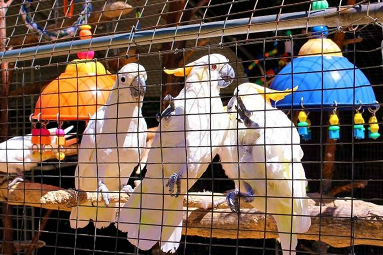 Citron-crested cockatoos at the Cockatoo Rescue and Sanctuary near Stanwood. (Cockatoo Rescue and Sanctuary via Facebook) 20150000