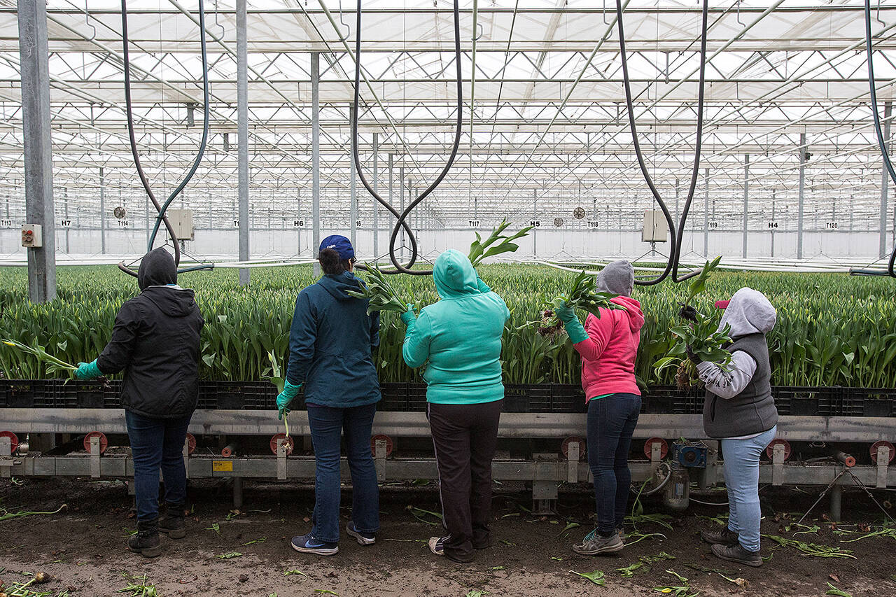 Worker pick buds ready for packing and shipping as they go by on a conveyor at Washington Bulb Company on April 11, 2019 in Mount Vernon. (Andy Bronson / Herald file)