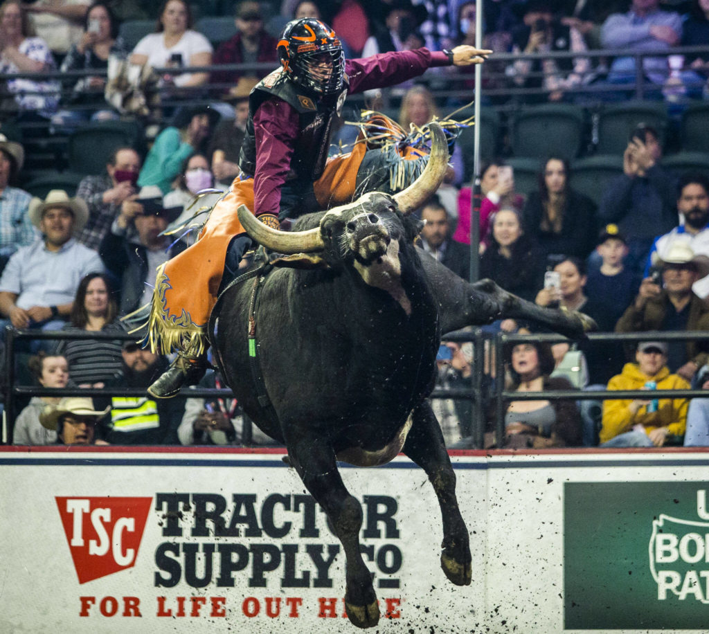 Marcelo Procopio Pereira leans forward as his bull launches into the air during his ride at the PBR Everett Invitational at Angel of the Winds Arena on Wednesday, April 6, 2022 in Everett, Washington. (Olivia Vanni / The Herald)
